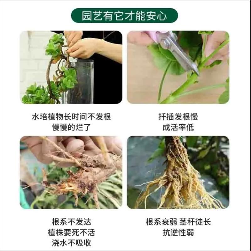 壮快插扦液植根肉速生根个生多苗园根水老根八艺物生灌剂用通绿头