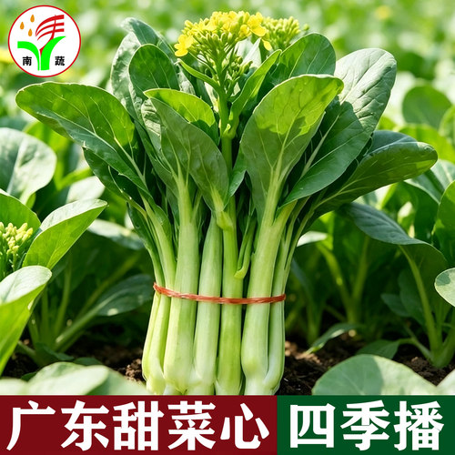 甜菜心种子南蔬大种迟花尖叶广东油青菜心四季可种脆甜爽口蔬菜籽