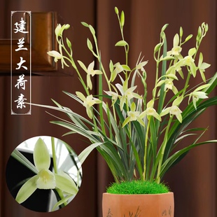 【大荷素】朱德素带花苞浓香型四季建兰名品四季兰花室内花卉盆栽