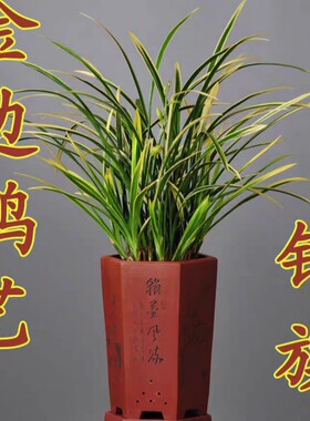 【鹤艺锦旗】浓香型建兰名品花艺双全四季兰花室内花卉绿植盆栽