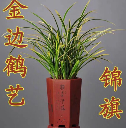 【鹤艺锦旗】浓香型建兰名品花艺双全四季兰花室内花卉绿植盆栽