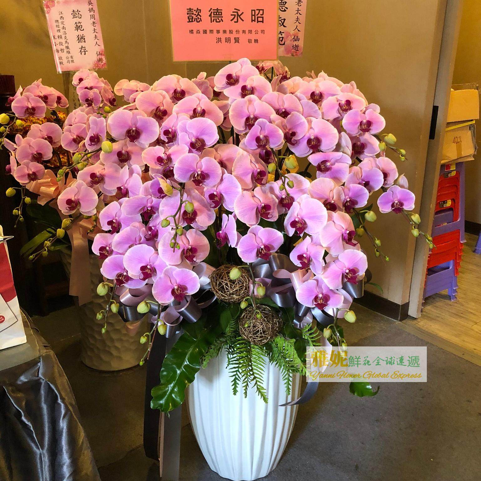 带花剑好养活客厅四季蝴蝶兰盆栽