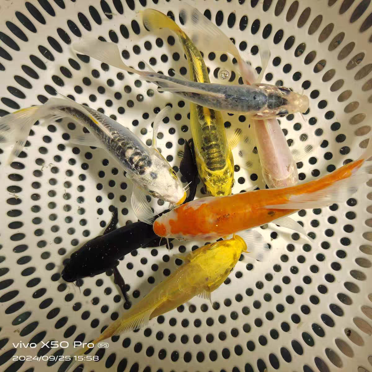 自来水可养好养耐活新手养冷水鱼