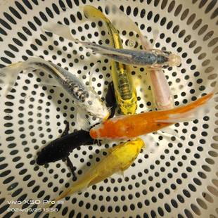 锦鲤蓝龙小鱼辉龙蓝秋翠花龙罕见无鳞德系新手练手鱼冷水鱼观赏鱼