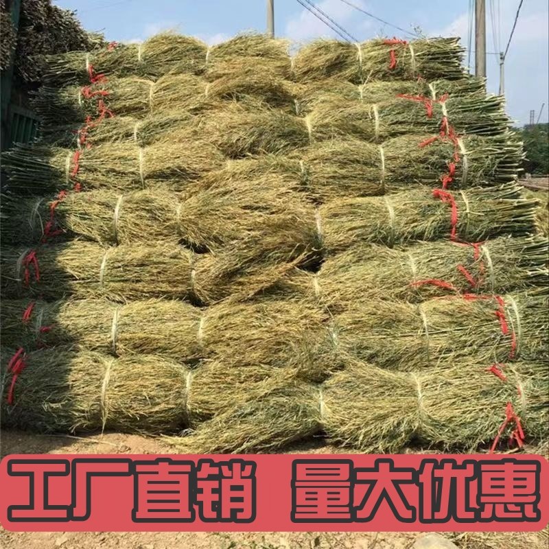 天然植物竹枝竹扫把原料