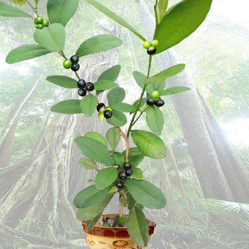 东风桔酒饼簕药用花卉盆景素材苗
