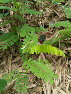 鸡骨草名贵清热下火中草药材药用花卉绿植物野外生长盆栽种植苗