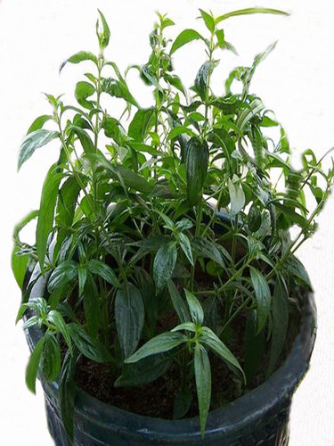 穿心莲野外生长中草药材药用植物