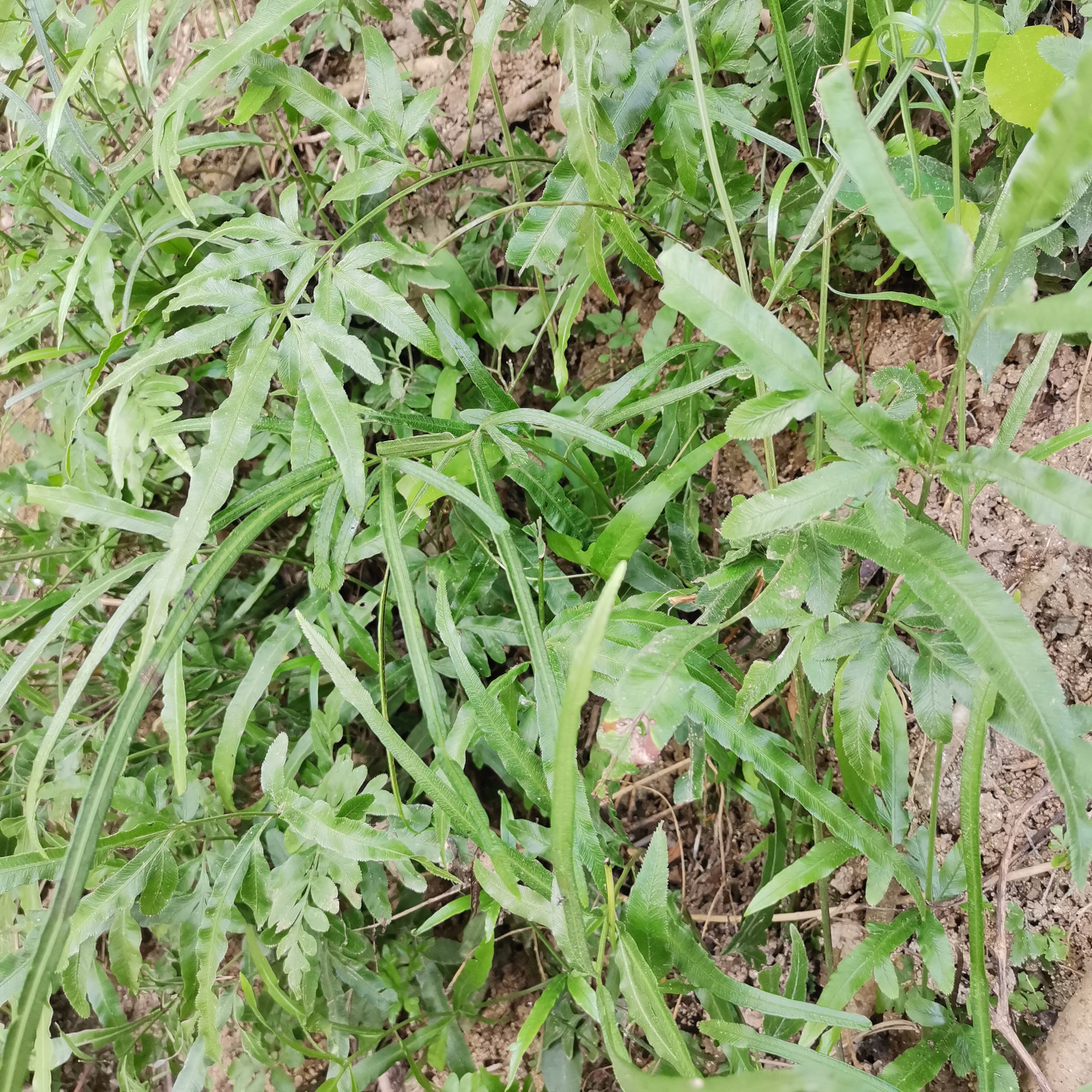 凤尾草凤尾蕨药用花卉绿植物中草药材室内野外盆栽生长鲜品种植苗