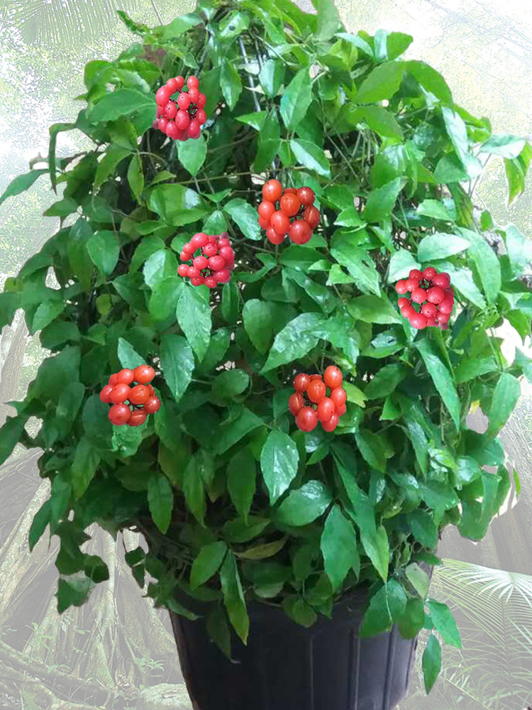 三叶青金钱吊葫芦名贵中草药材药用花卉绿植物野外生长盆栽种植苗