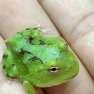 中 蝴蝶角蛙更新1到24今天是9月16號更新沖擊6.18活動特價