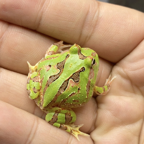 蝴蝶角蛙更新73到96