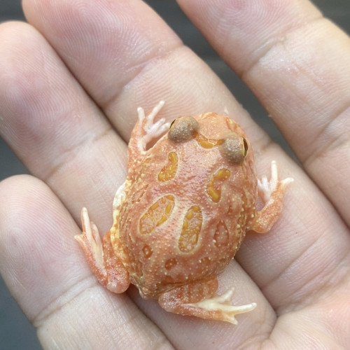 火龙6