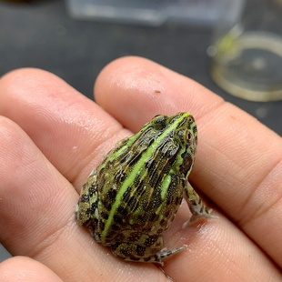 非牛专拍1到24号10月29更新精品非牛