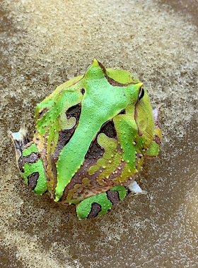 角蛙活体宠物观赏蛙绿色霸王角蛙稳定个体更新1到23今天4月18