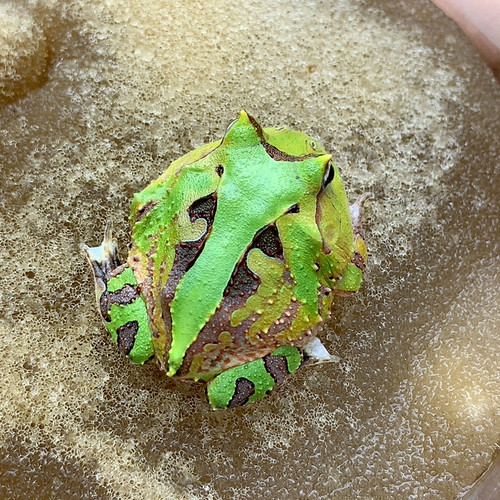 角蛙活体宠物观赏蛙绿色霸王角蛙稳定个体更新1到23今天5月13