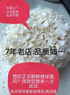 新鲜绣球菌花瓣菇自家现采现发两斤装保证零添加绿色有机菌菇