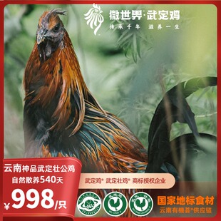 云南微世界·神品武定壮公鸡·自然慢长540天壮鸡限量3000只