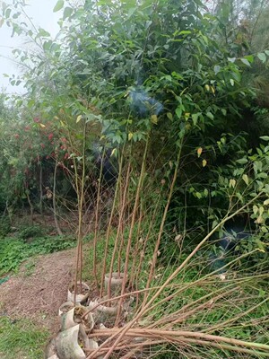 桉树苗1米1.5米2米行道树苗风景树苗大苗占地苗10株起发货