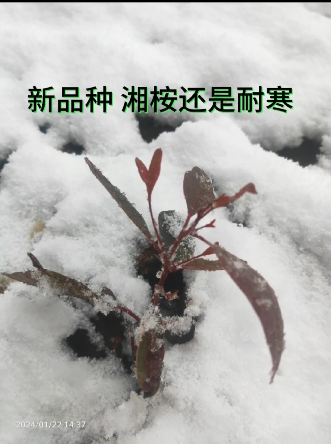 耐寒桉树苗湘桉6号速生树苗湖南江西湖北以南种植耐寒零下-5度