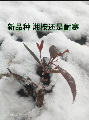耐寒桉树苗湘桉6号速生树苗湖南江西湖北以南种植耐寒零下-5度