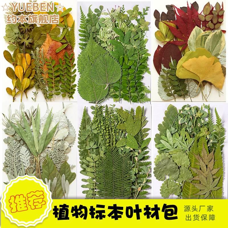 小学贴d画真树叶树叶创意画成品iy粘贴画材LRM料幼儿园儿童生手工