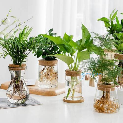 情绪稳定花瓶透明简约创意水培植物玻璃花瓶水培黄金葛九里香罗汉