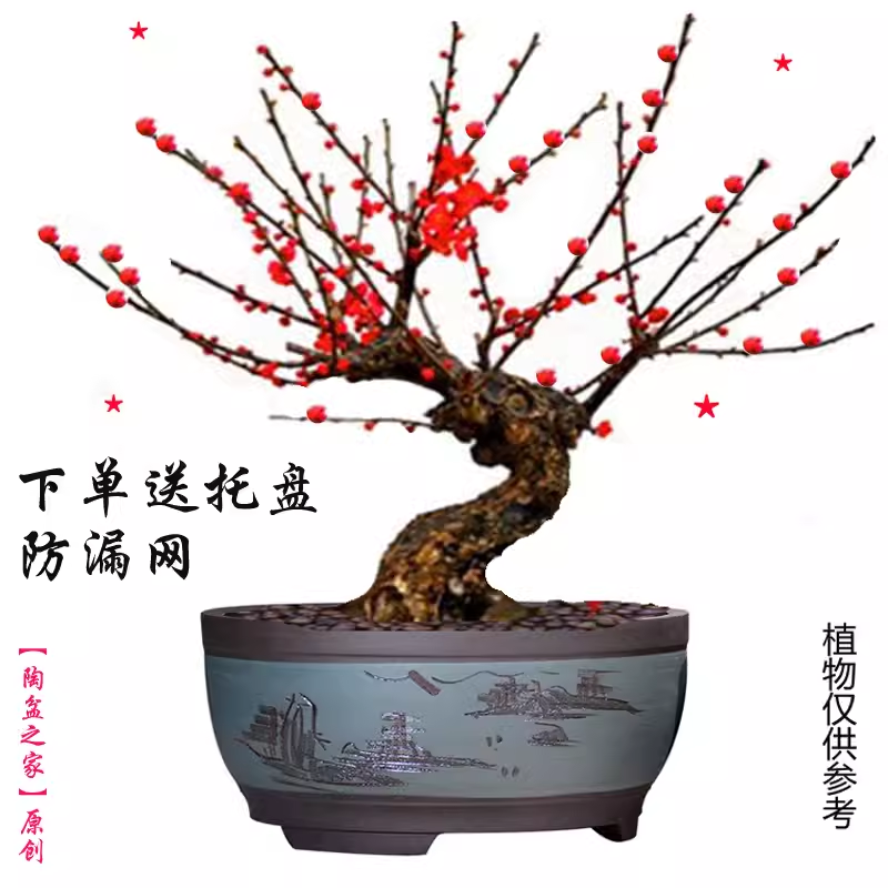 紫砂号盆景盆盆栽梅花绿萝