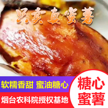 新鲜农家红薯地瓜番薯山芋红心蜜薯山东烟薯25富硒沙地糖心烤地瓜