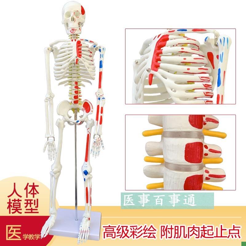 医用教学85CM人体骨骼模型w神经肌肉起止点骨架小针刀脊柱模型包