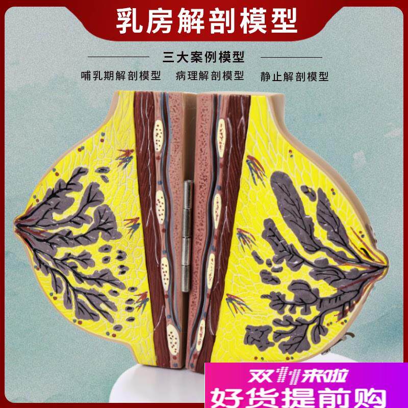 医学女性乳房教学模型仿s真人体器官乳腺结构组织病变解剖模具教