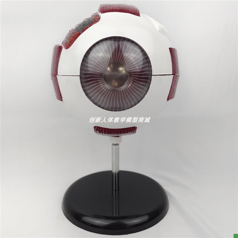 可拆卸人体眼球解剖模型六倍放大五官I眼科眼睛?构功能?用玩具