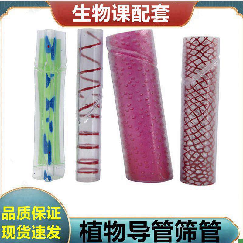 植物导管筛e管叶绿体单子叶双子叶植物茎叶子结构桃花小麦花