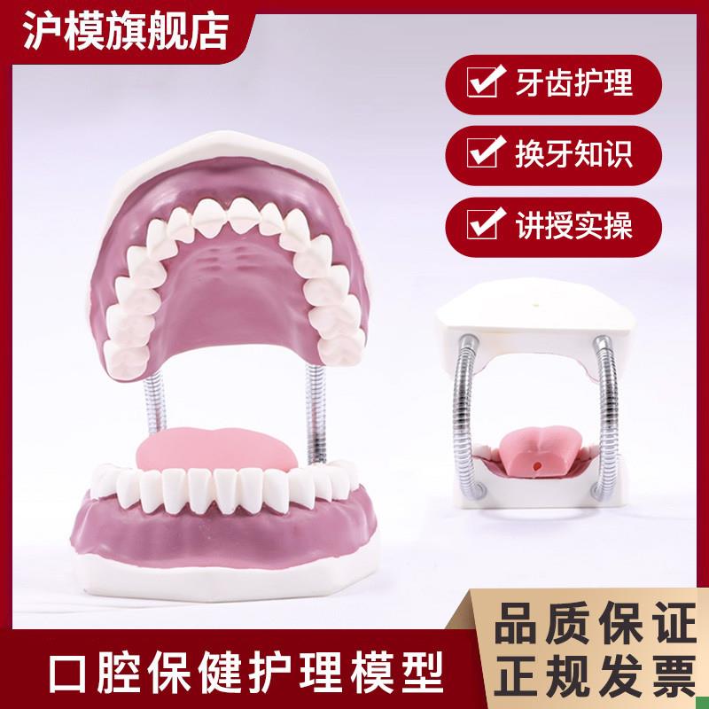 沪模牙护理保健模型口腔清洁刷牙演示人体B牙齿教具模型口腔护理