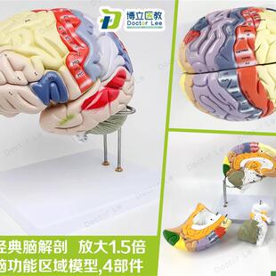 专业医学人体大脑解剖模型脑功z能放大1.5倍带标示教学脑科脑皮层