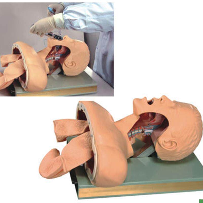 成人气管插管训练模型气道管理模型带解剖成人气管Y插管模型人