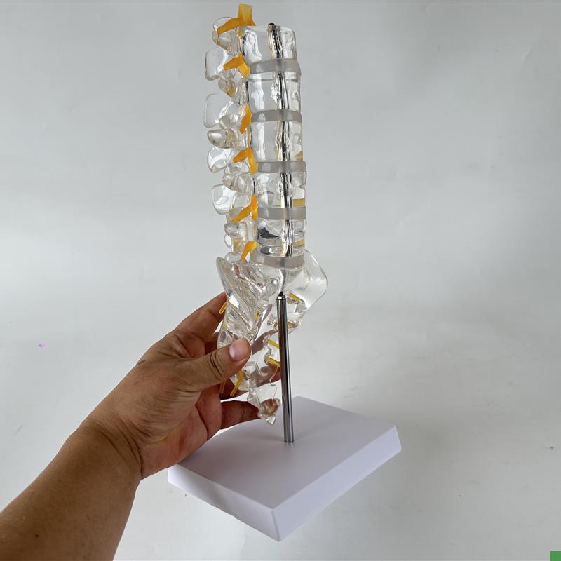 透明腰椎带尾骨模型椎间盘脊神y经骶骨尾椎骨脊椎脊柱骨科立体教