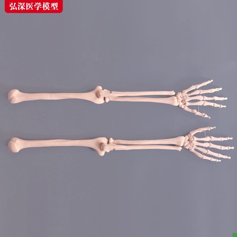 手掌骨模型人体上肢骨骼腕关节z手臂桡骨尺骨医学教学模具教具道