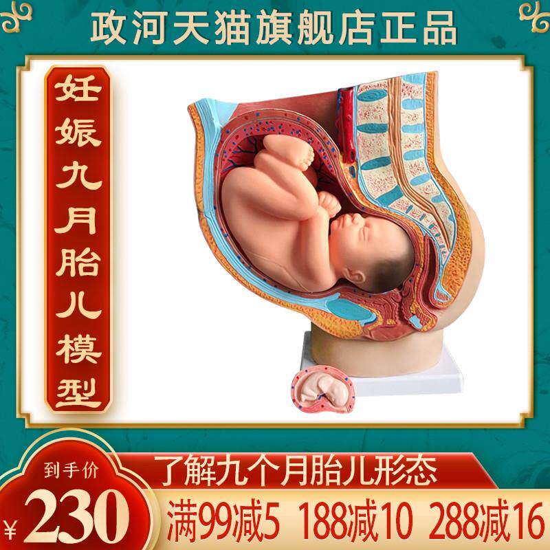 政河妊娠九个g月胎儿形态模型女性怀孕婴儿子宫器官结构解剖医院