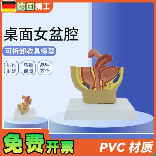 德国】女性桌面盆腔模型女性生殖D系统解剖模型输卵管膀胱阴道直