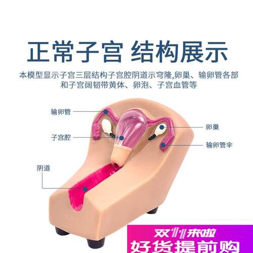 女性宫内避孕及训练模型女性节D育计生模型女性宫内避孕模型