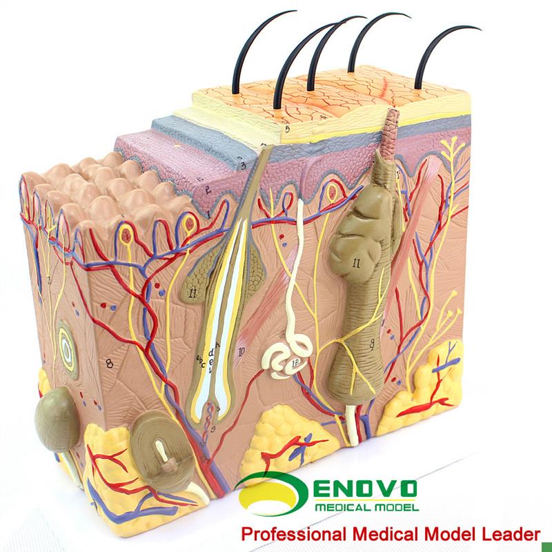 ENOVO颐诺放k大版人体皮肤组织结构解剖模型美容微整教学展示演示