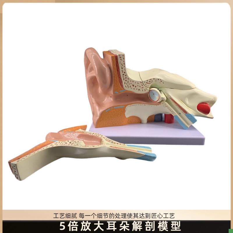 耳朵模型人耳解剖采耳教学培训耳C鼻喉科教学展示内耳结构医学模