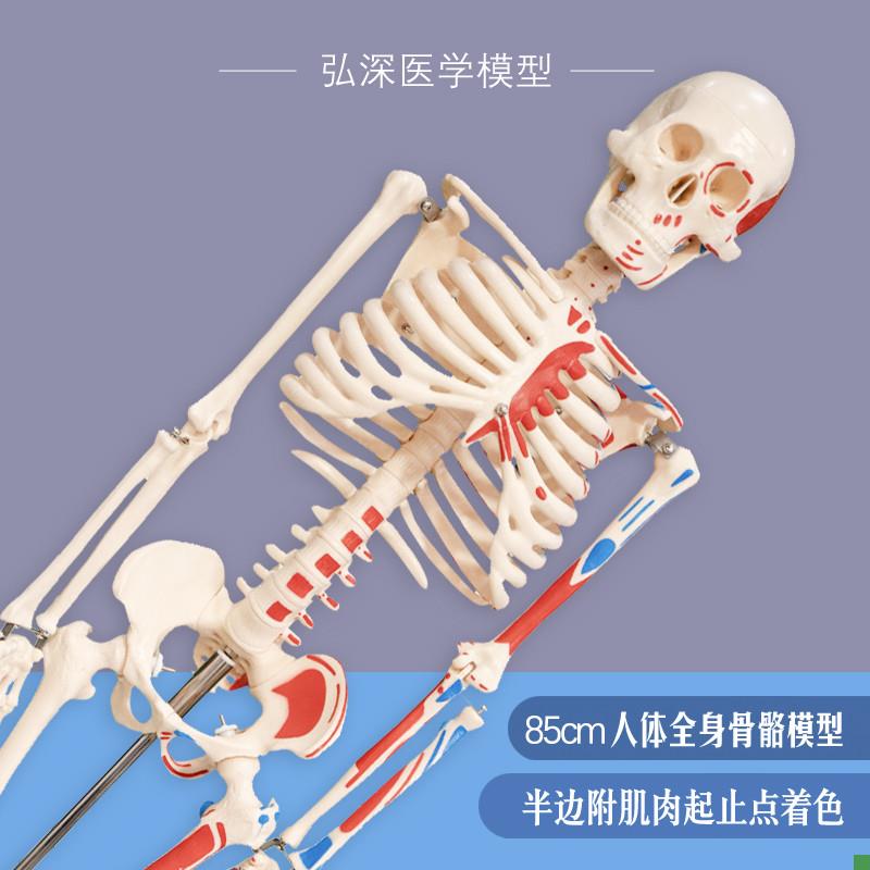 人体骨骼模型85cm全身骨架骷髅骨头半边肌肉着色骨科W康复医学教
