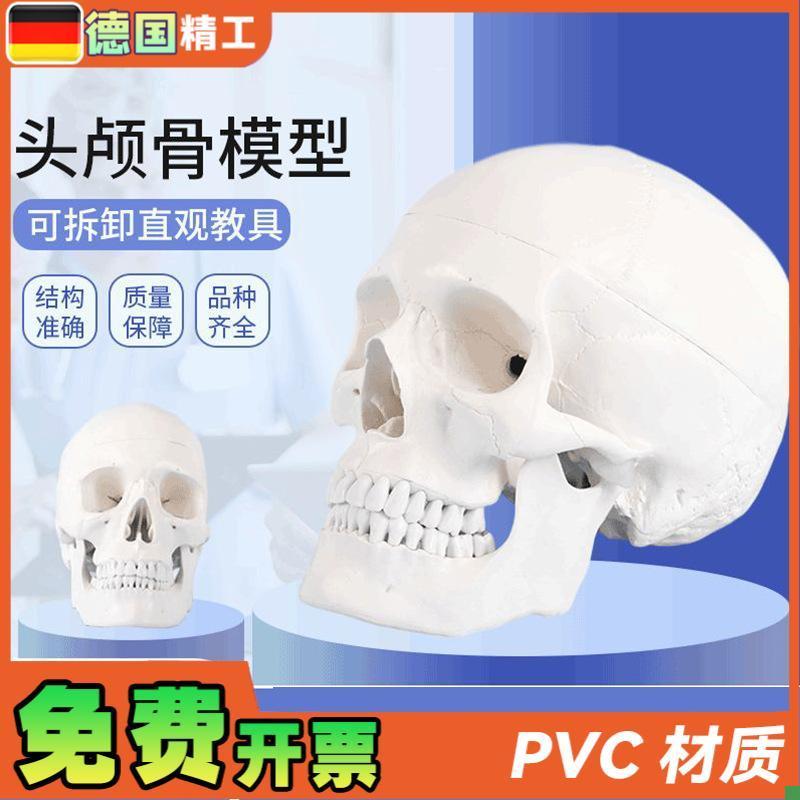 德国】1比1成人头骨模型口腔教学使用美术写生临摹Z可拆头颅骨