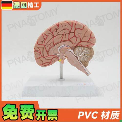 德国1比人体右大脑结构脑血管脑D神经解剖模型教学神经科脑科标