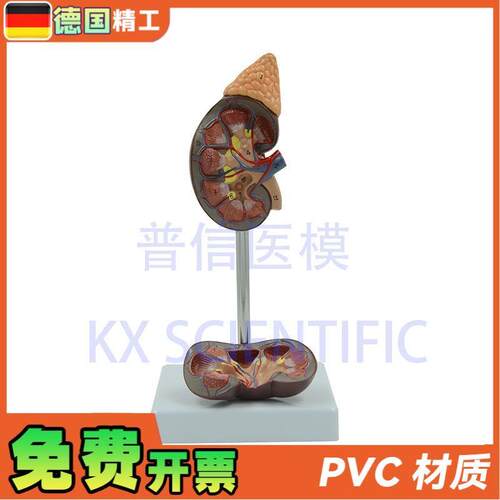 德国】人体d肾模型肾解剖1比1肾脏泌尿科医药礼品可拆教学科普教