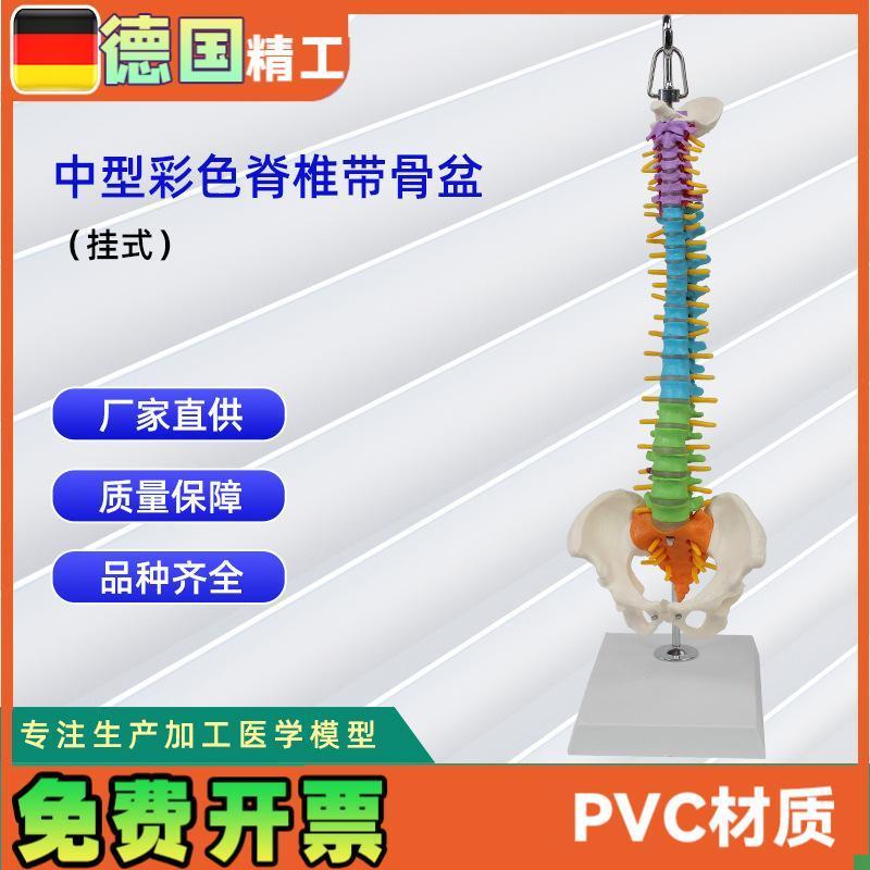 中型彩色脊d椎带骨盆(挂式)仿真人体脊椎医学演示模型