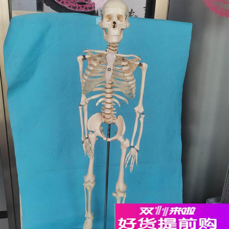脊柱可弯曲挂式85cm人体骨骼模型骷P髅骨架医用教学讲解