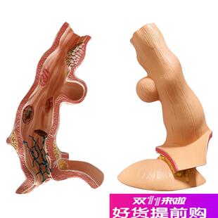 人体食管b食道胃部消化系统解剖模型解剖骨骼教学医学教具厂家包